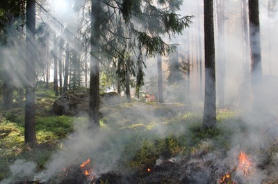 Erhöhte Waldbrandgefahr