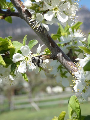 Rundgang - Gestaltung und Erhaltung von Wildbienen-Lebensräumen