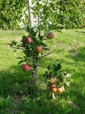 Folgekurs an Apfel/Birne Spindeln u. Säulenbäumen